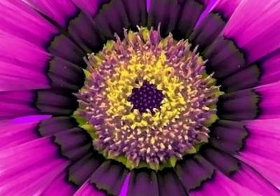 连翘的功效与作用