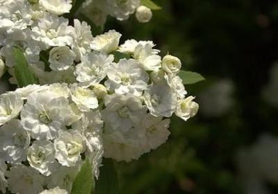 迎春花的花语是什么