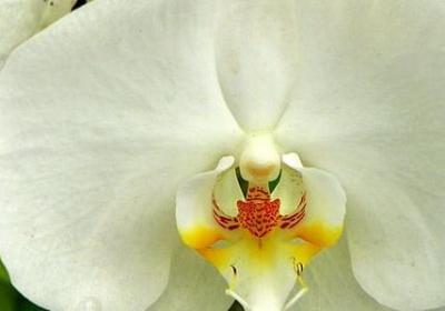 透疹是什么意思