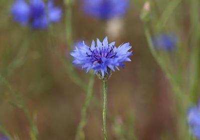 送花一般送几朵