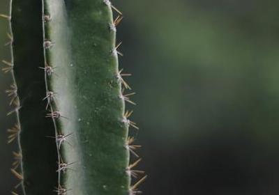 郁金香水培方法及流程