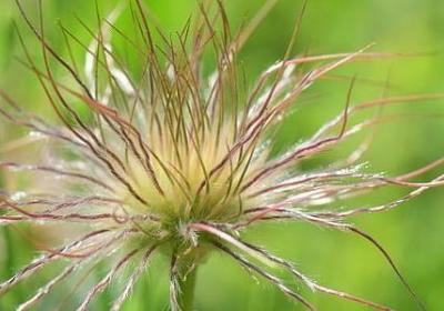 郁金香什么季节开花