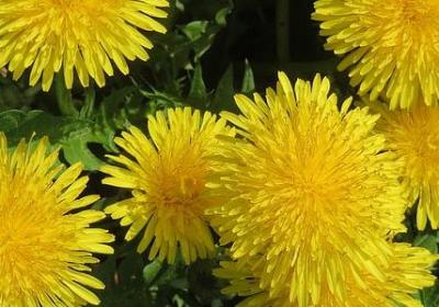 辣木籽如何食用