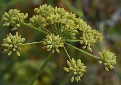 送妈妈什么鲜花好