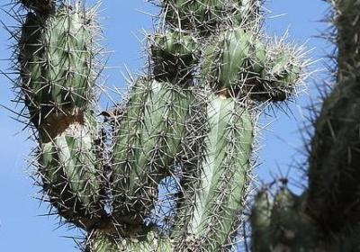 郁金香有什么颜色