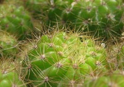 郁金香花的寓意