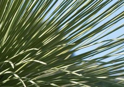 车厘子是寒性的吗