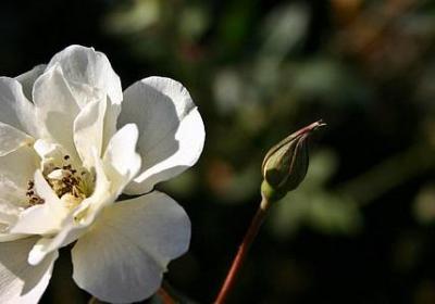 辣椒种植技术与管理