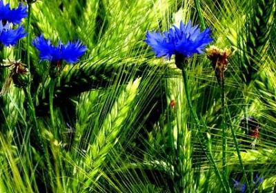 都市花语宁宓怀孕