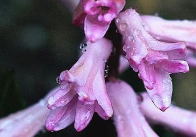 郁金香种植方法