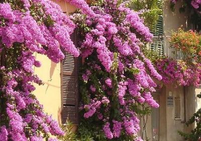 郁金香长什么样