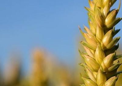 郁金香花语图片