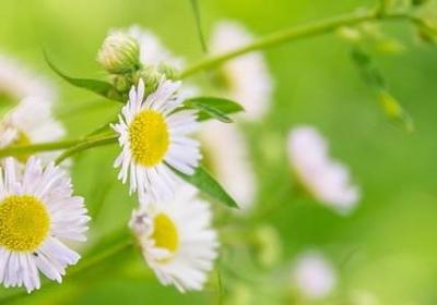 过年买什么花好