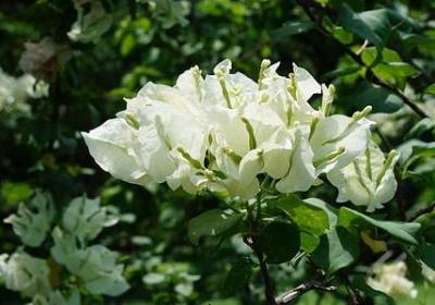 都市花语未删减