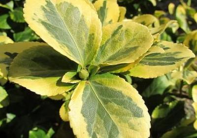 车厘子和樱桃是一样吗