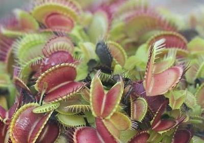 郁金香象征着什么