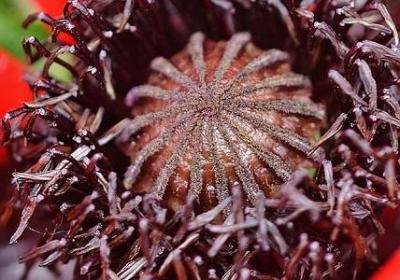 送老师鲜花禁忌