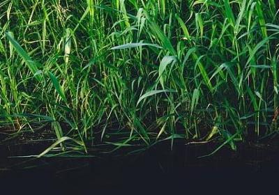 适合家里养的绿植