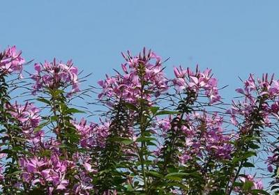 郁金香生长周期