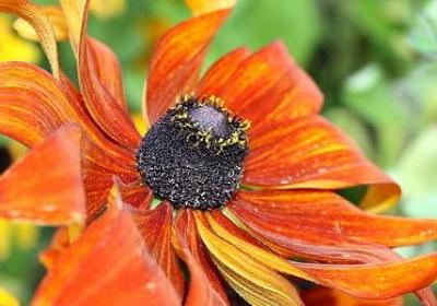 车厘子怎么存放