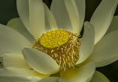 车厘子糖分高吗