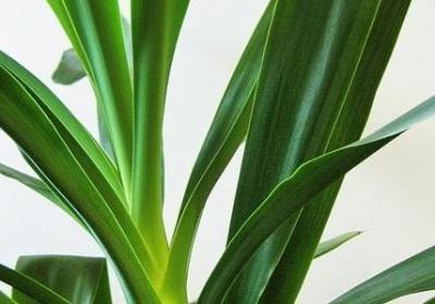 车厘子生长环境