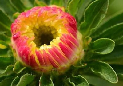 适合送朋友的花