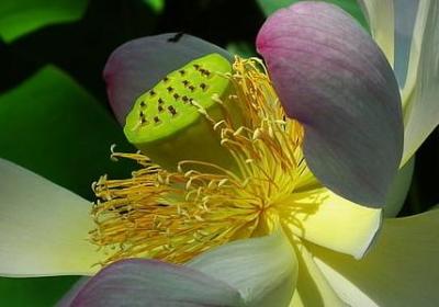 郁金香多久发芽