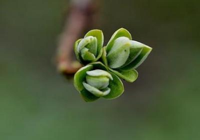 连翘和迎春花的区别