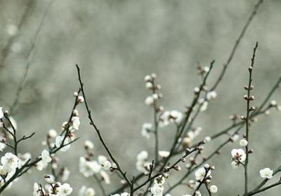 辣木籽的作用与功效