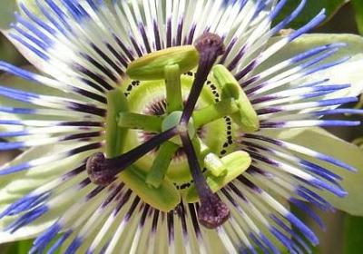 迷迭香什么味道