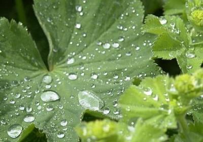 郁金香怎么醒花