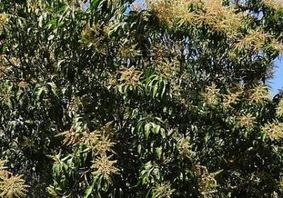 车厘子和樱桃有什么区别