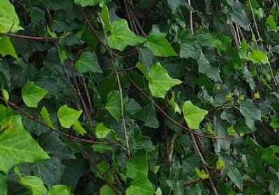 送闺蜜什么花合适