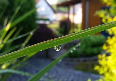 迎春花什么颜色