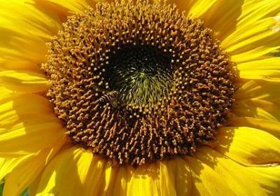 送白玫瑰会不吉利吗