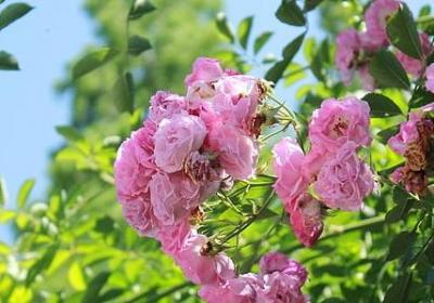 辣椒辣手怎么办