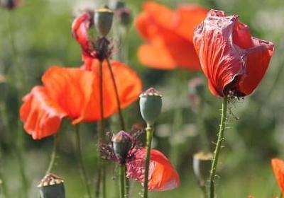 车厘子如何保鲜