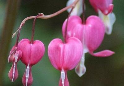 送花给女朋友送什么花