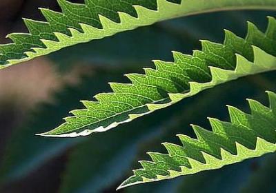 车厘子的种植条件