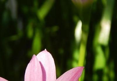 过期啤酒能浇花吗