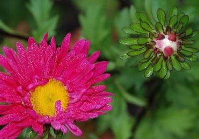 郁金香什么颜色