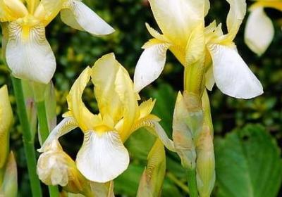 郁金香的种植方法