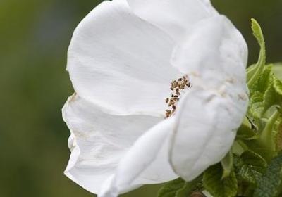 适合家养的绿植