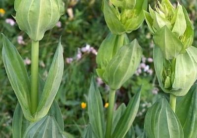 郁金香是哪国的国花