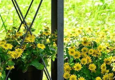 辣椒苗怎么育苗