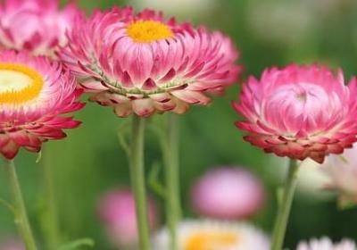 适合室内养的植物花卉