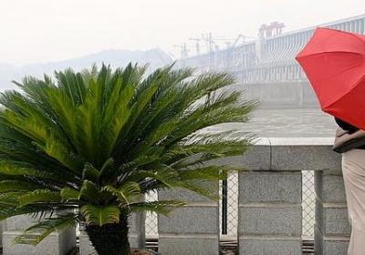 迎春花的样子描写