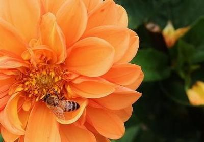 转运竹怎么养才能更旺盛