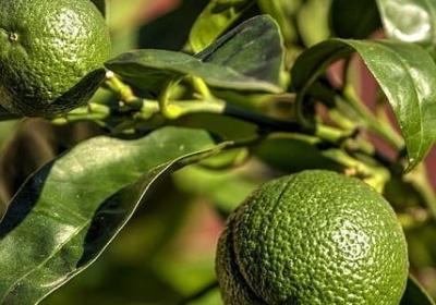 郁金香是什么意思